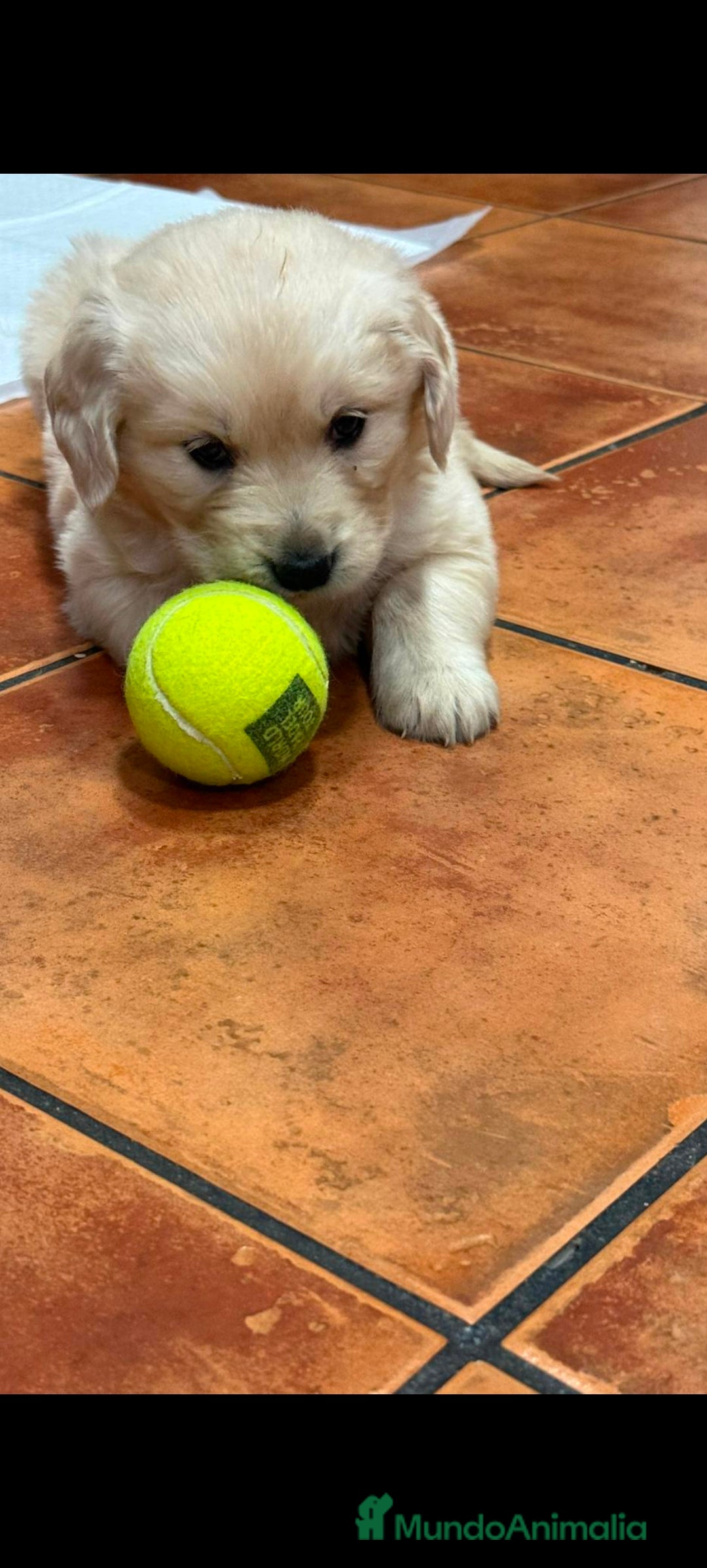 Golden Retriever perros Hembra de golden retriever  - Anuncio 1