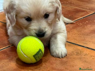 Golden Retriever perros Hembra de golden retriever - Anuncio 31
