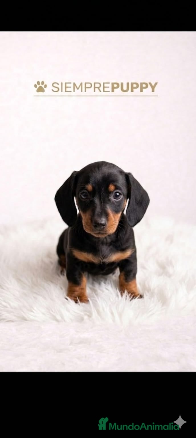 Teckel Miniatura perros TECKEL MINI - Anuncio 2