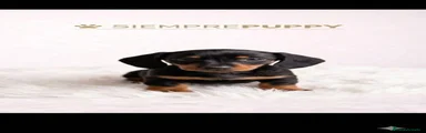 Teckel Miniatura Cachorro 1