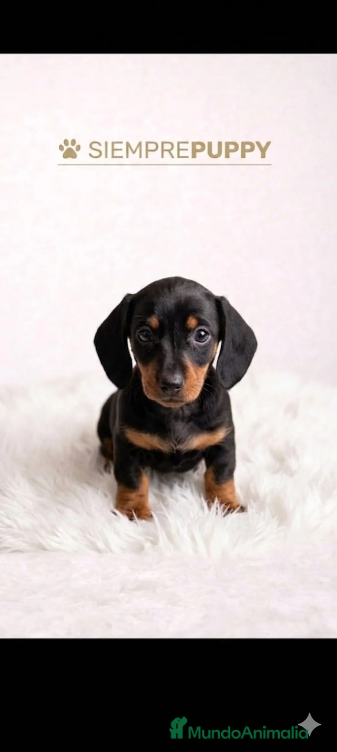 Teckel Miniatura perros en venta: TECKEL MINI - Anuncio 1