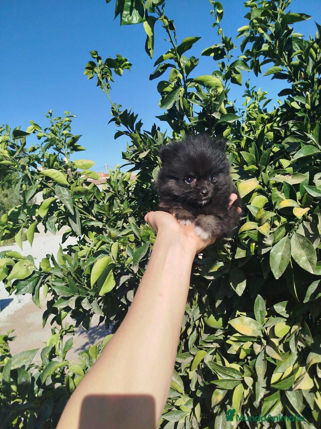 Pomerania perros en venta: Lulú de pomerania  - Imagen 1