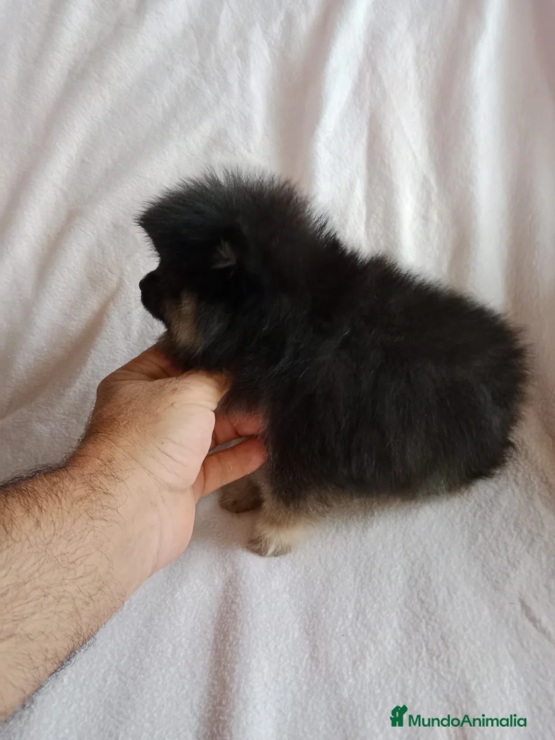 Pomerania perros en venta: Pomerania machos y hembras disponibles  en Granada - Anuncio 8