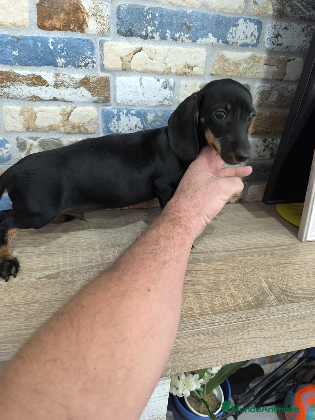 Teckel Miniatura perros en venta: teckel miniatura  - Imagen 4