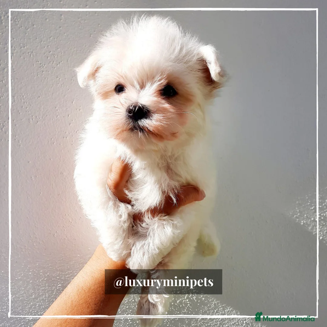 Bichón Maltés perros en venta: Camada de Bichón Maltés coreanos en Madrid - Anuncio 5