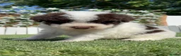 Perro de Agua Español perros en venta: PERRO DE AGUA ESPAÑOL - Anuncio 12