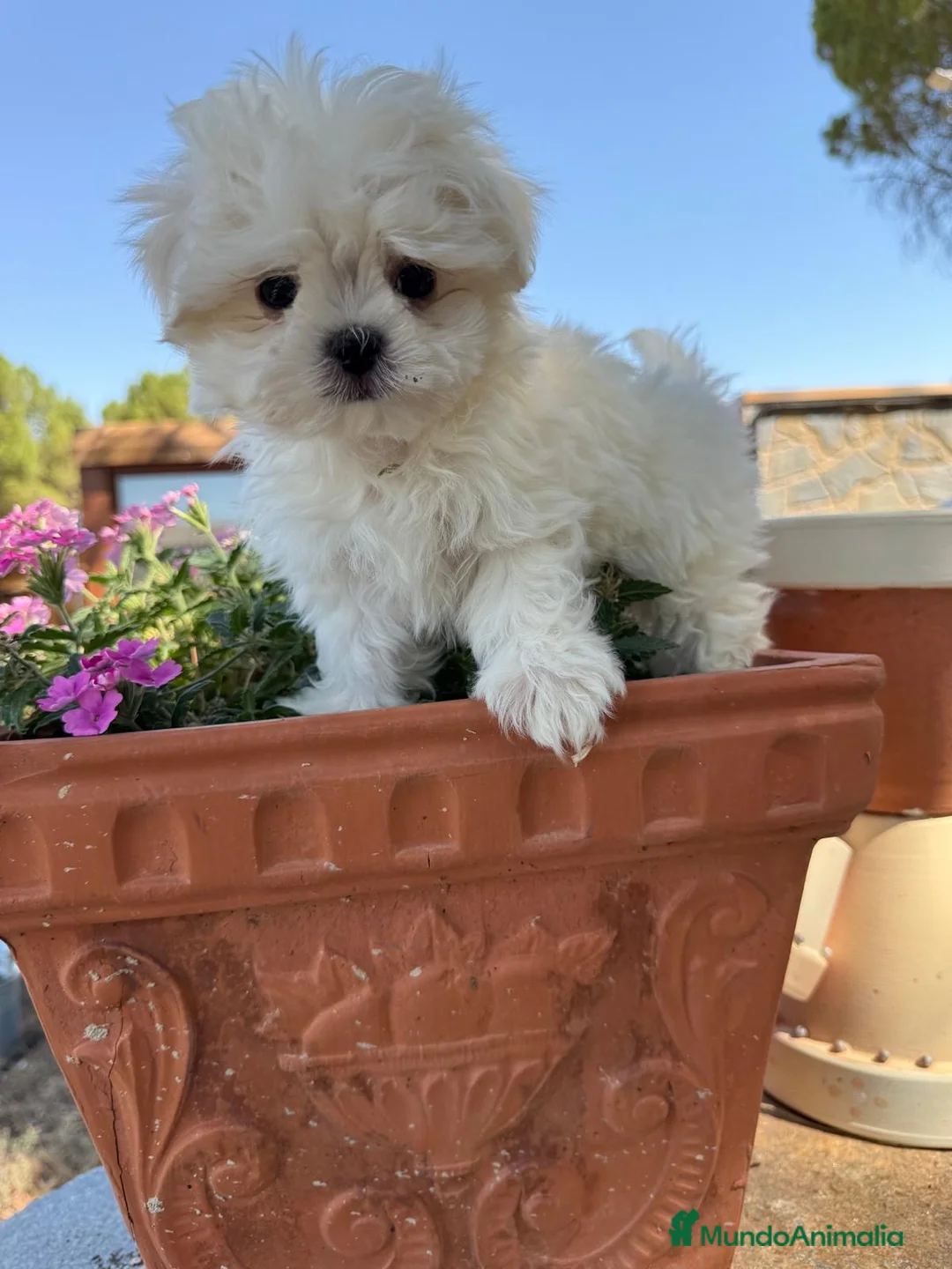 Bichón Maltés perros en venta: Bichon Maltés toy fotos actuales !!! - Anuncio 6
