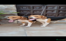 Beagle perros en venta: Beagle - Imagen 12