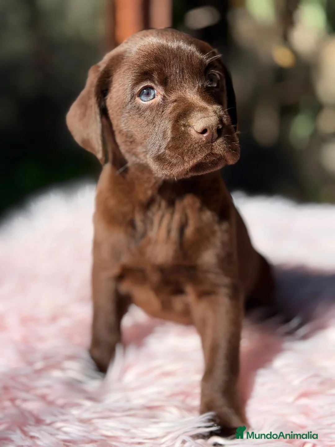 Labrador Retriever perros en venta: LABRADOR RETRIEVER CHOCOLATE  - Anuncio 5