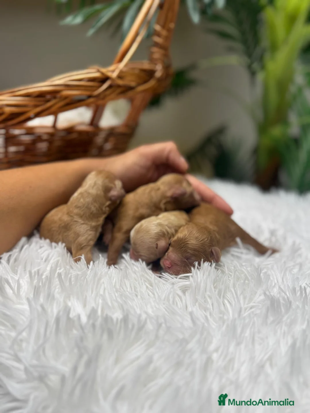 Caniche Toy perros en venta: CANICHE TOY - Anuncio 6