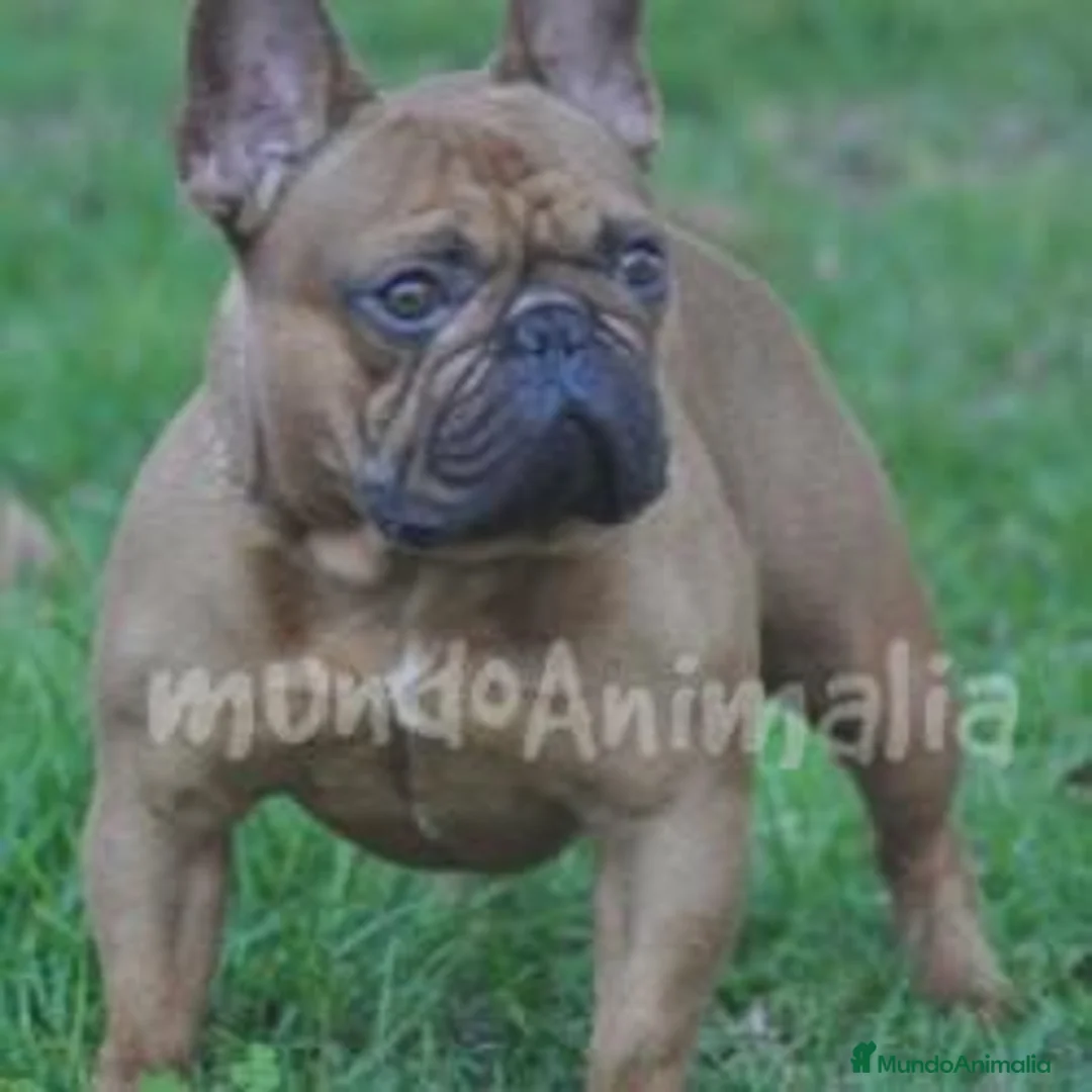 Imagen de galería {{count}}