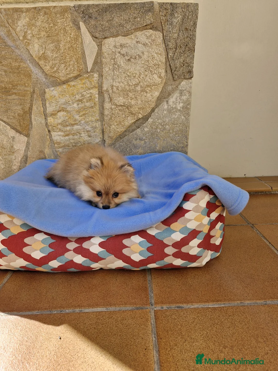 Pomerania perros en venta: Lulú de pomerania  en Barcelona - Anuncio 2