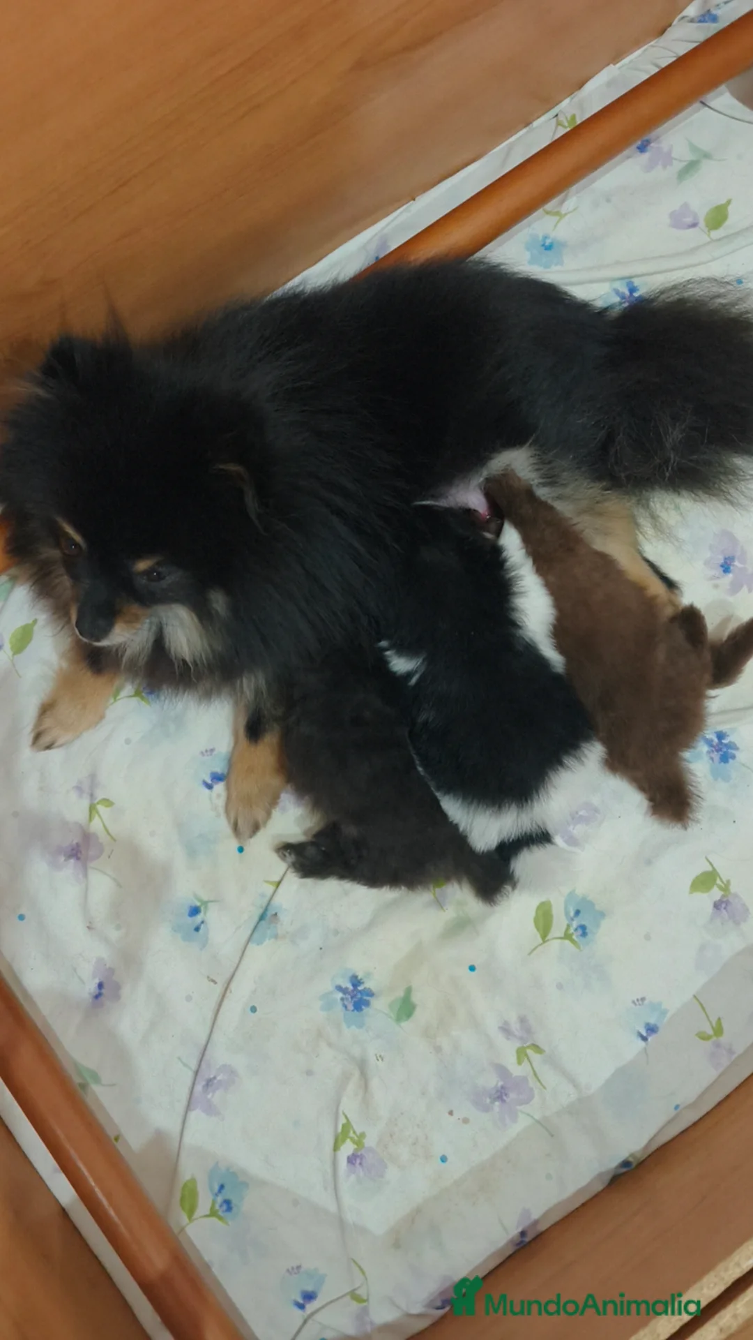 Pomerania perros en venta: Pomerania super toy - Anuncio 2