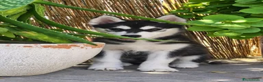 Husky Siberiano 2