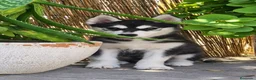 Husky Siberiano perros en venta: Husky siberiano agouti - Anuncio 6