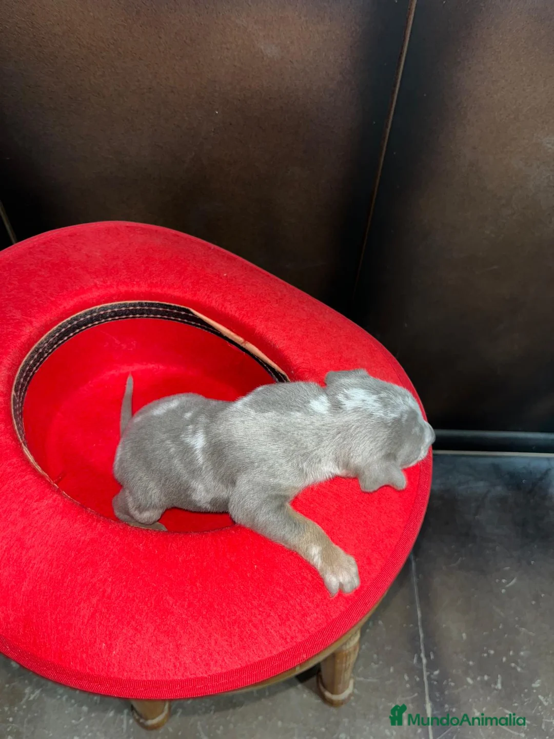 Pinscher Miniatura perros en venta: Mini Pinscher merle isabela hembra - Anuncio 7