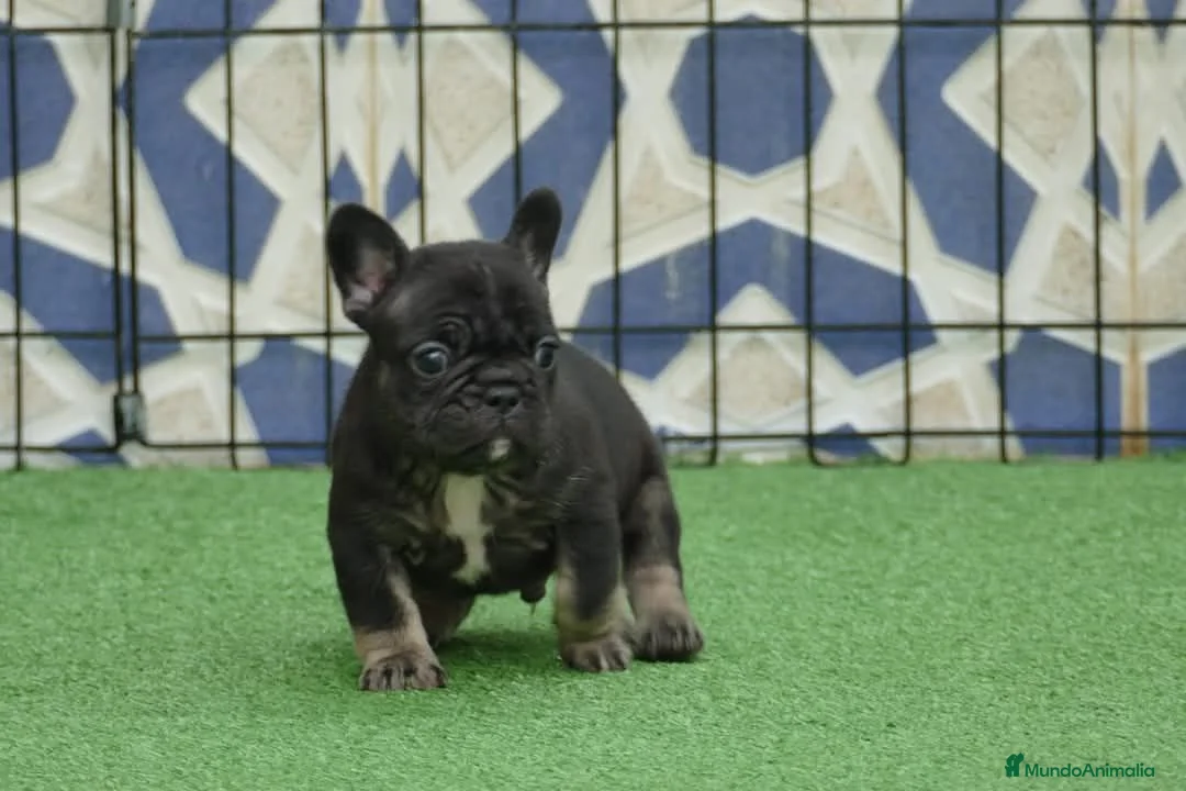 Bulldog Francés perros en venta: Cachorros de Bulldog Frances  - Anuncio 2