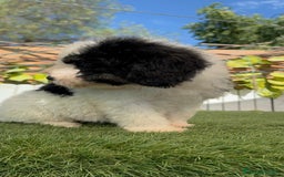 Perro de Agua Español perros en venta: PERRO DE AGUA MACHO - Imagen 25