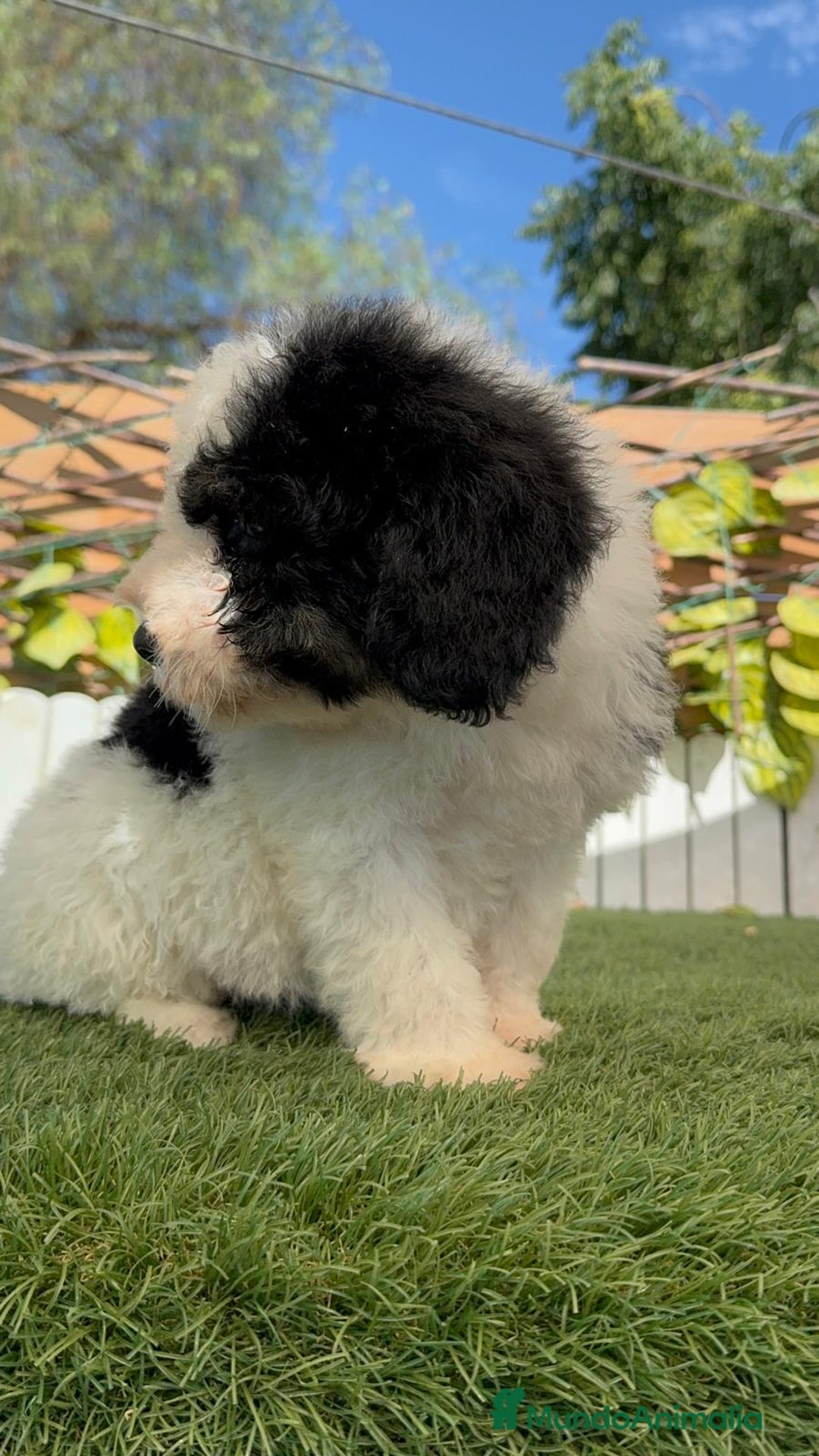 Perro de Agua Español perros en venta: PERRO DE AGUA MACHO - Imagen 25