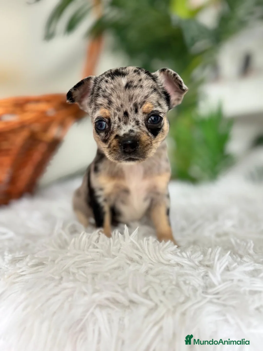 Chihuahua perros en venta: CHIHUAHUA MERLE - Anuncio 2