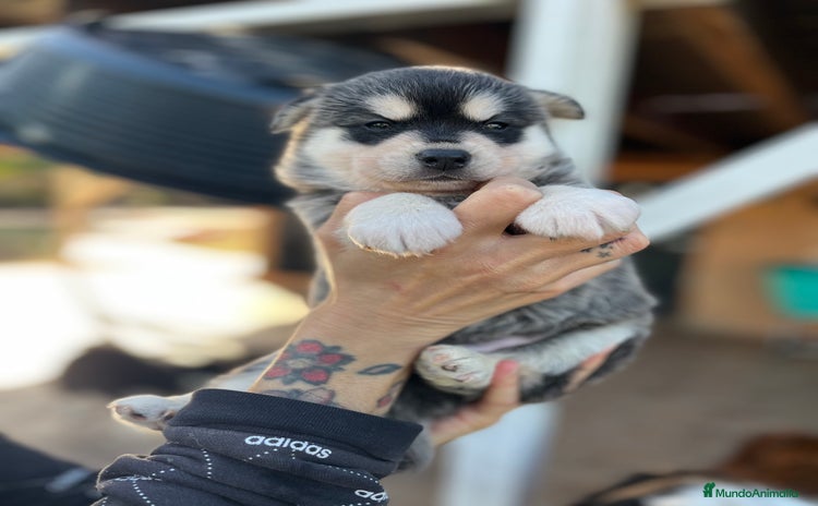 Pomsky perros - Anuncio 4
