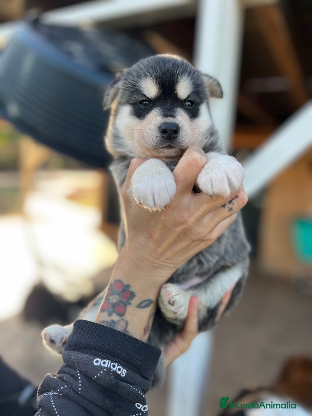 Pomsky perros en venta: Pomsky miniatura - Imagen 1