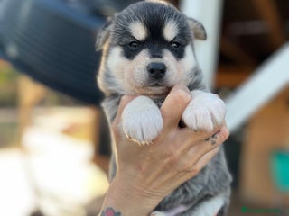 Pomsky perros - Anuncio 4
