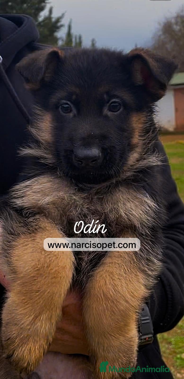 Pastor Alemán perros VENTA DE PASTOR ALEMAN en Asturias - Anuncio 27