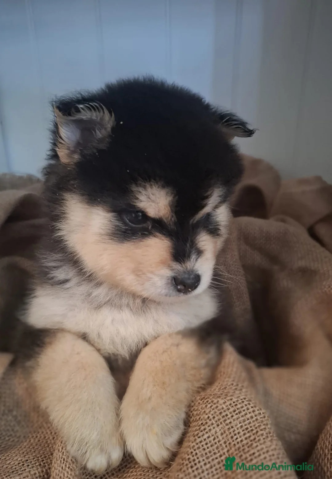 Pomsky perros en venta: POMSKY PRECIOSO - Anuncio 1