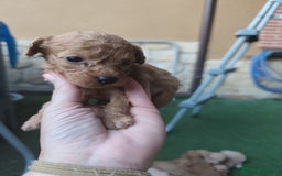 Caniche Enano perros en venta: preciosos caniches  en Segovia - Imagen 7