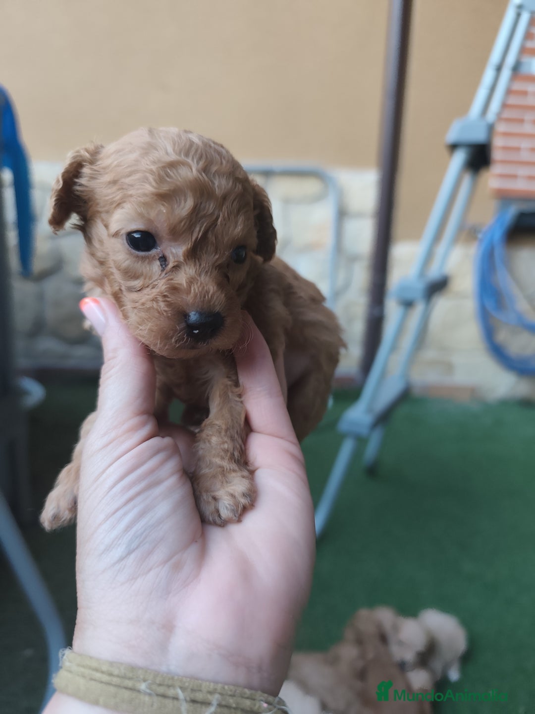 Caniche Enano perros en venta: preciosos caniches  en Segovia - Imagen 7