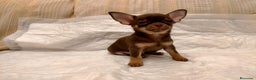 Chihuahua perros en venta: Chihuahuas de los Montes de Castilla  en Toledo - Anuncio 5