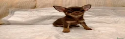 Chihuahua perros en venta: Chihuahuas de los Montes de Castilla  en Toledo - Anuncio 5