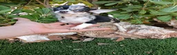 Chihuahua perros en venta: Exclusivo Machito de Chihuahua Merle - Anuncio 1