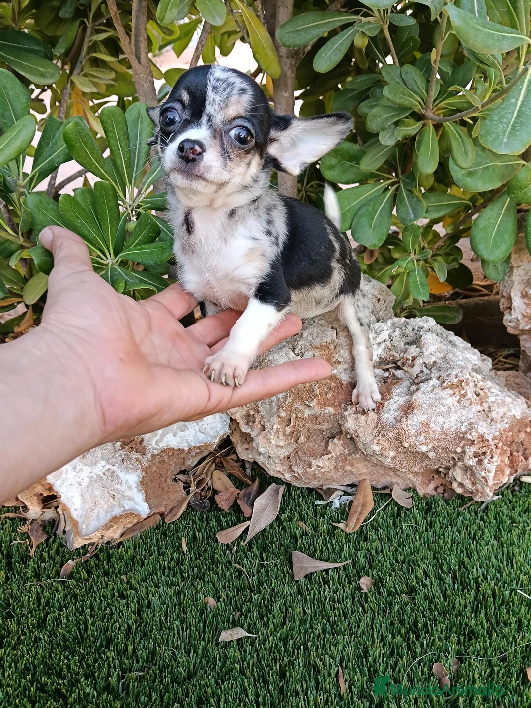 Chihuahua perros en venta: Exclusivo Machito de Chihuahua Merle - Anuncio 1