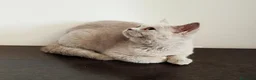 Británico de Pelo Corto gatos en venta: British Shorthair Lila  - Anuncio 6