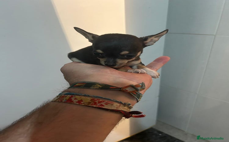 Chihuahua perros - Anuncio 6