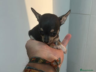 Chihuahua perros - Anuncio 12