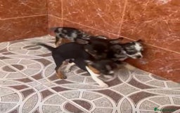 Chihuahua perros en venta: Chihuahuas merles - Imagen 13