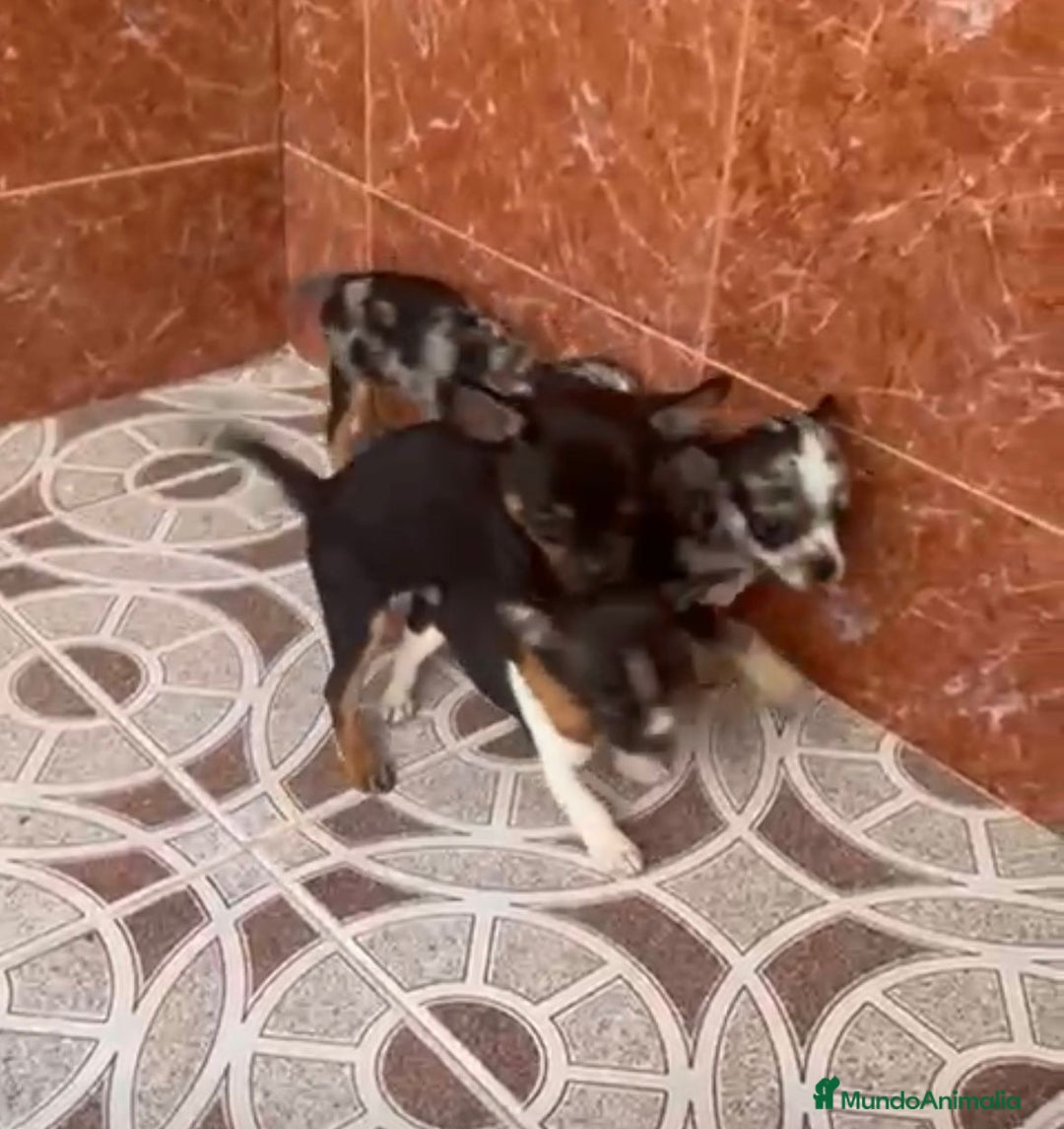 Chihuahua perros en venta: Chihuahuas merles - Imagen 13