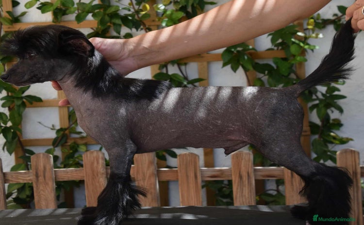 Perro Crestado Chino perros - Anuncio 1