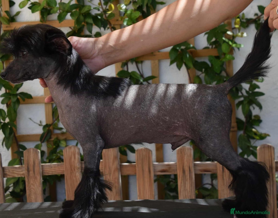 Perro Crestado Chino perros en venta: Cachorros crestado chino super calidad  - Imagen 1
