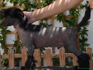 Perro Crestado Chino perros - Anuncio 1