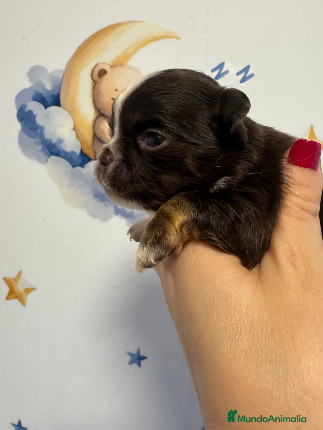 Chihuahua perros en venta: Chihuahua ruso - Anuncio 2