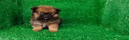 Pomerania perros en venta: Pomerania  - Anuncio 4