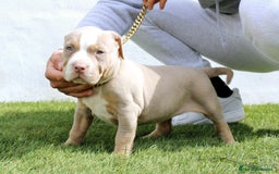 American Pit Bull Terrier perros en venta: American pitbull terrier unico en españa  - Imagen 2