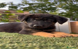 Pastor Alemán perros en venta: PASTOR ALEMAN HEMBRA - Imagen 10