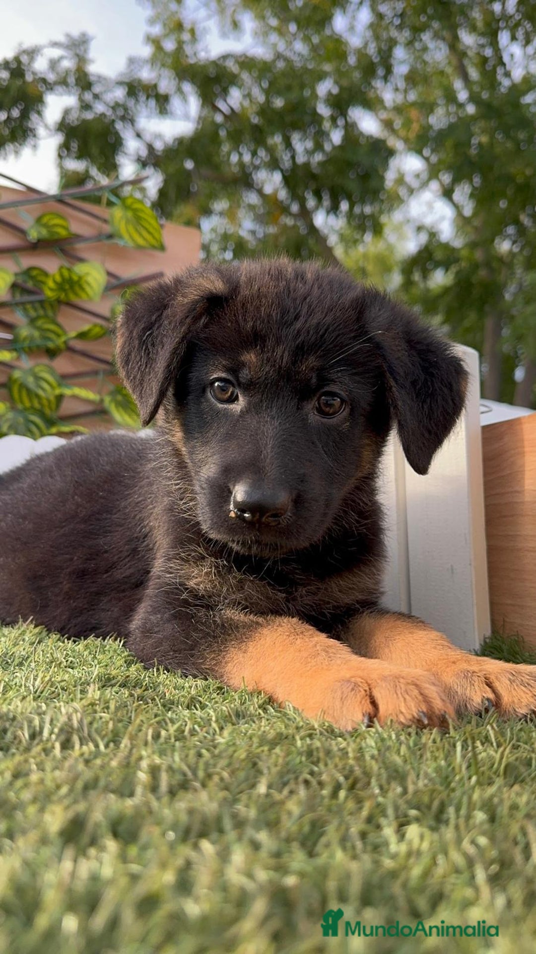 Pastor Alemán perros en venta: PASTOR ALEMAN HEMBRA - Imagen 10