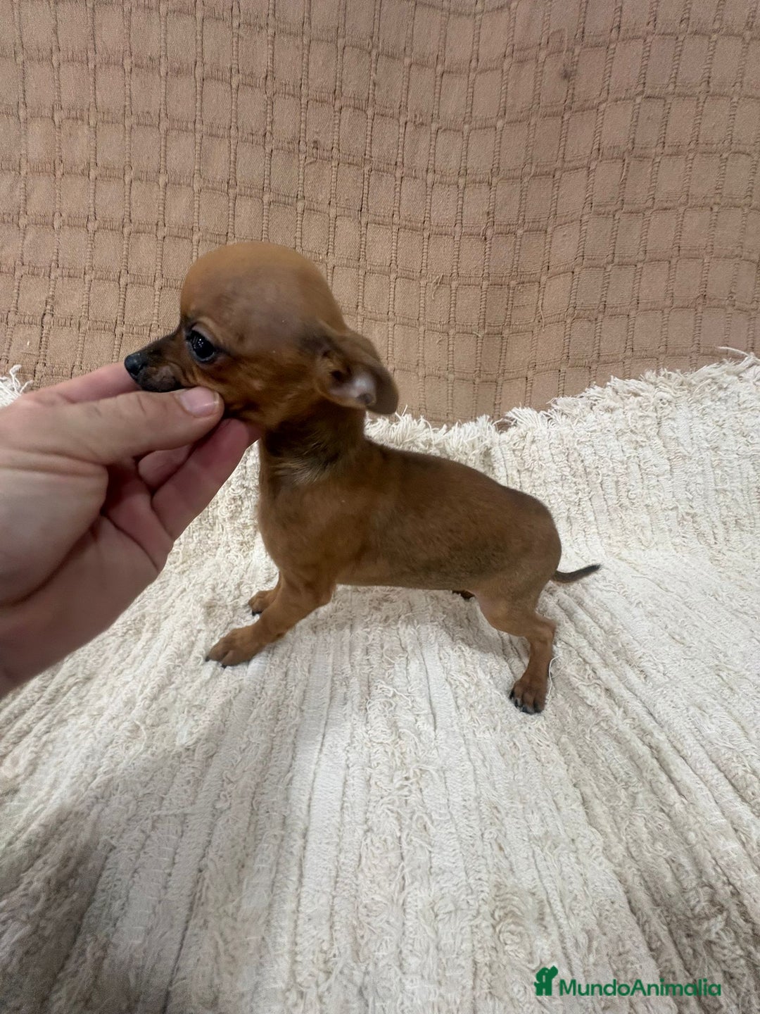 Chihuahua perros en venta: Chihuahua toy  - Anuncio 3