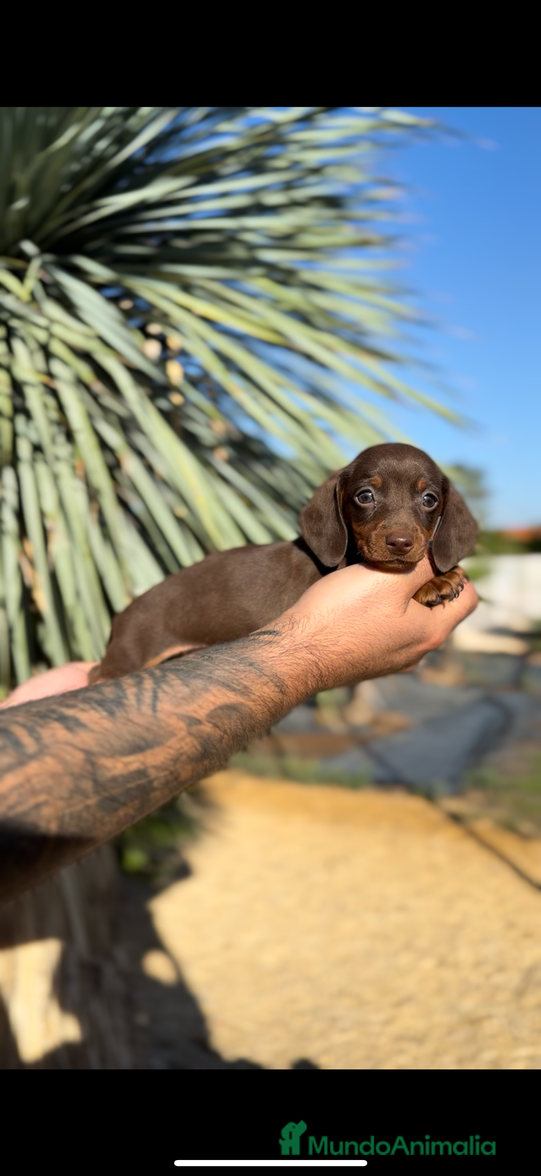 Teckel perros en venta: TECKELS KANINCHEN DE CALIDAD  - Imagen 1